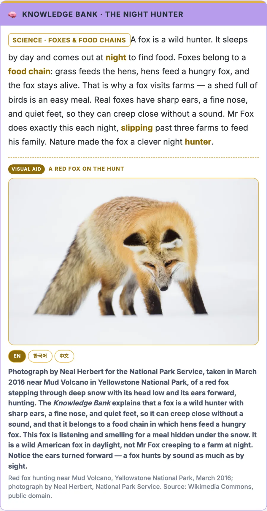 A Knowledge Bank about foxes and food chains from Fantastic Mr Fox Part 1, with its Visual Aid photograph of a red fox hunting in snow and captions in English, Korean and Chinese