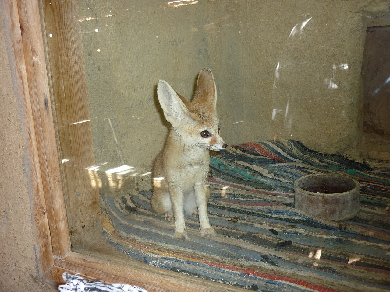 A small sandy-colored fox with enormous pointed ears nearly as long as its face