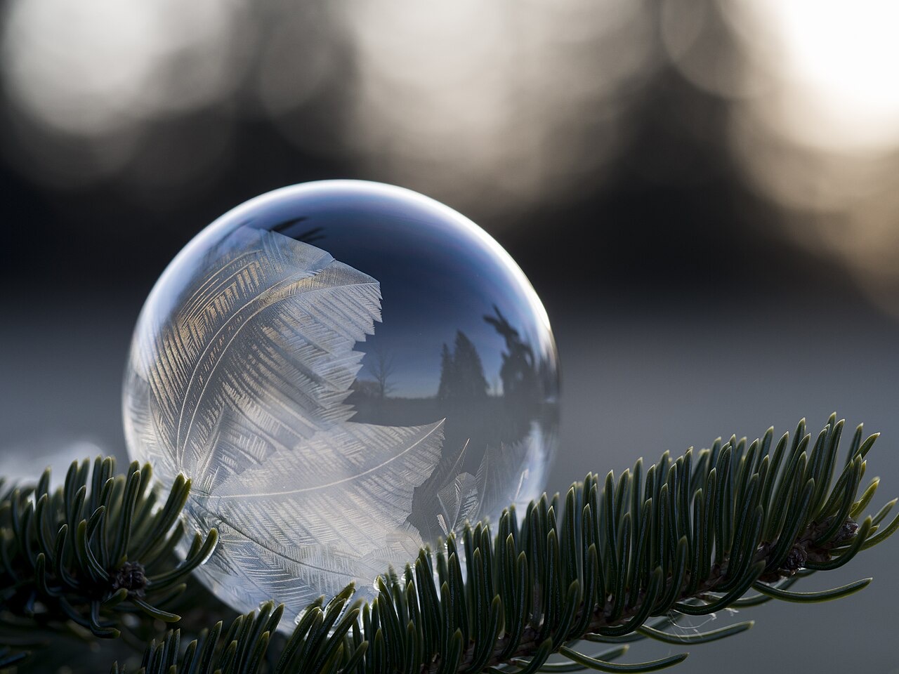 A soap bubble frozen into a thin crystal sphere, resting against dark fir twigs
