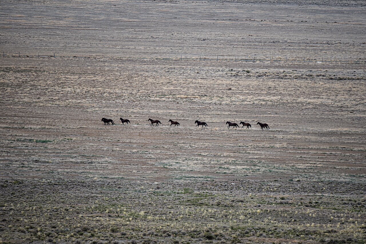 A herd of wild horses galloping across sagebrush, kicking up a long cloud of dust