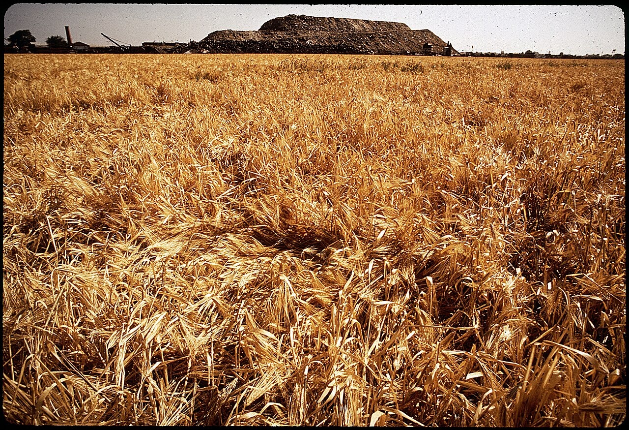 A wide bare earth mound at a rubbish tip, with soil pushed over the buried trash and machinery tracks across the surface