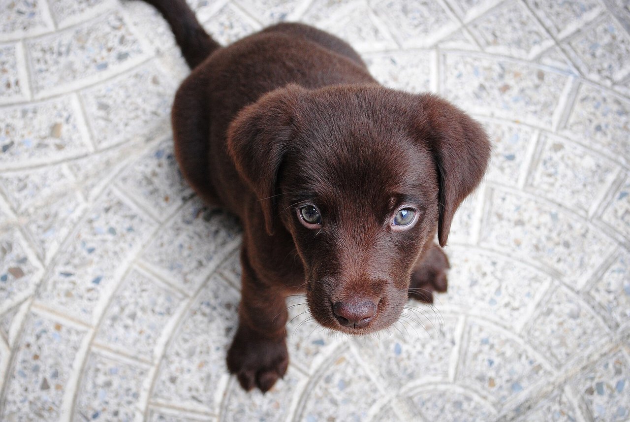 A small chocolate-brown puppy with pale blue-gray eyes sitting on a patterned stone floor and looking straight up at the camera