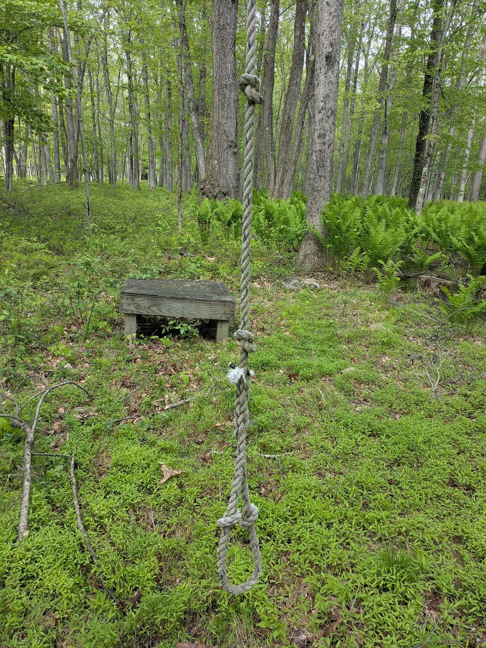 A thick knotted rope hanging from a tall tree in a green wood, with a loop at its bottom and a small wooden platform standing behind it among ferns