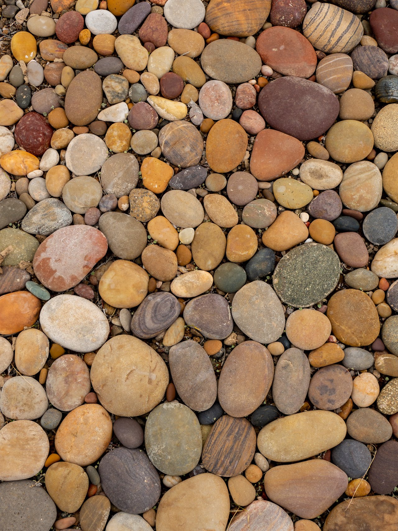 Dozens of smooth rounded stones of many colors lying close together, each rubbed flat and polished by water