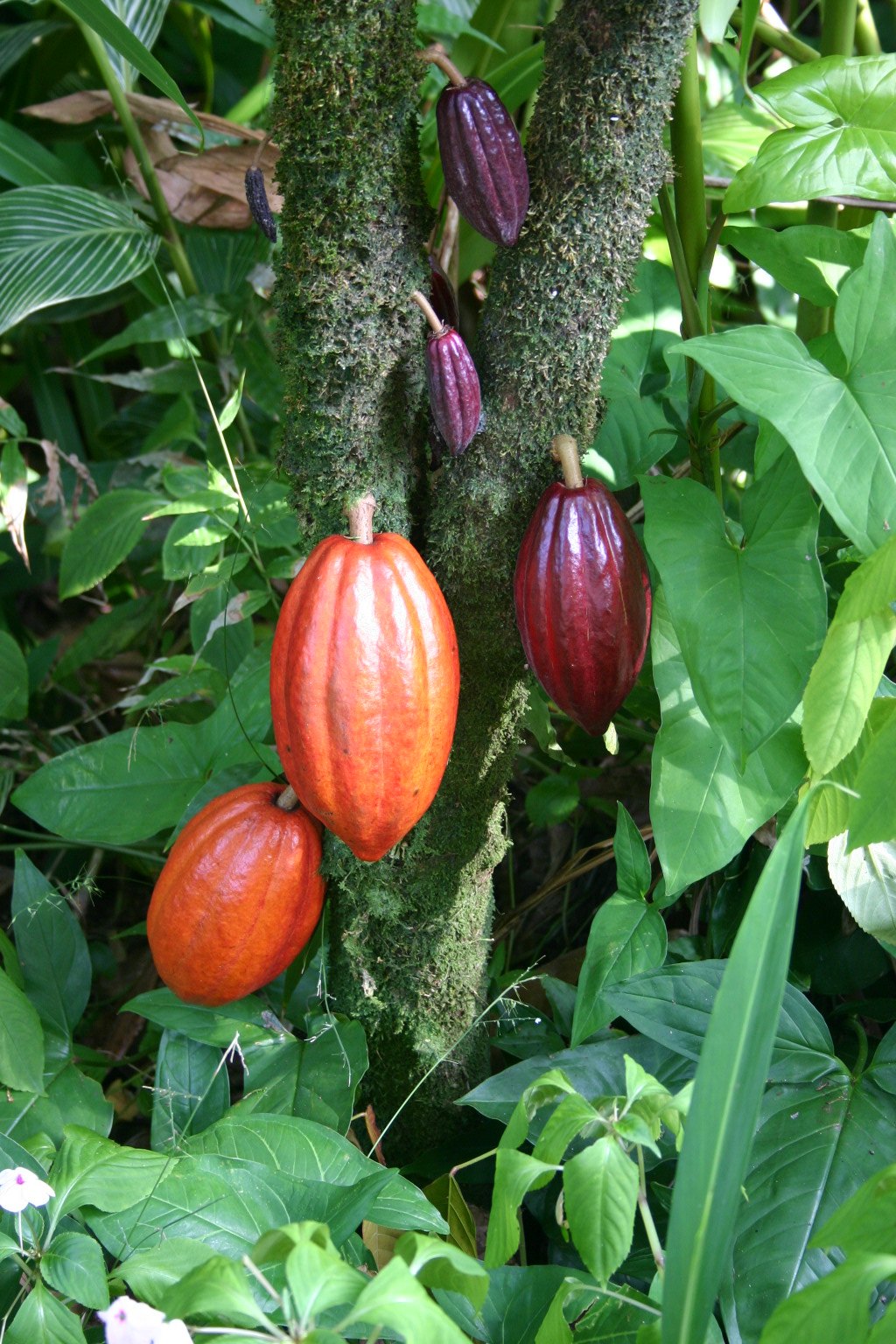 Several ribbed pods in orange, red and deep purple growing straight out of the trunk of a cacao tree among broad green leaves