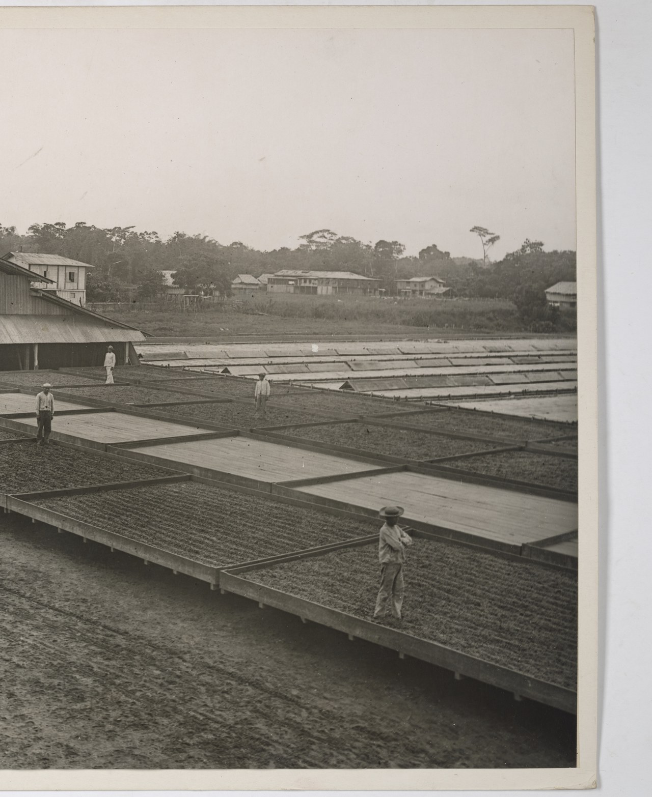 Rows of low wooden drying trays spread across a clearing in Ecuador, each covered in a thin layer of cocoa beans, with two workers walking between them