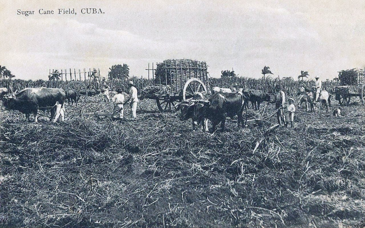 A cut sugar-cane field around 1908, with ox teams pulling loaded carts through the stubble and workers stacking cane under tall standing stalks behind