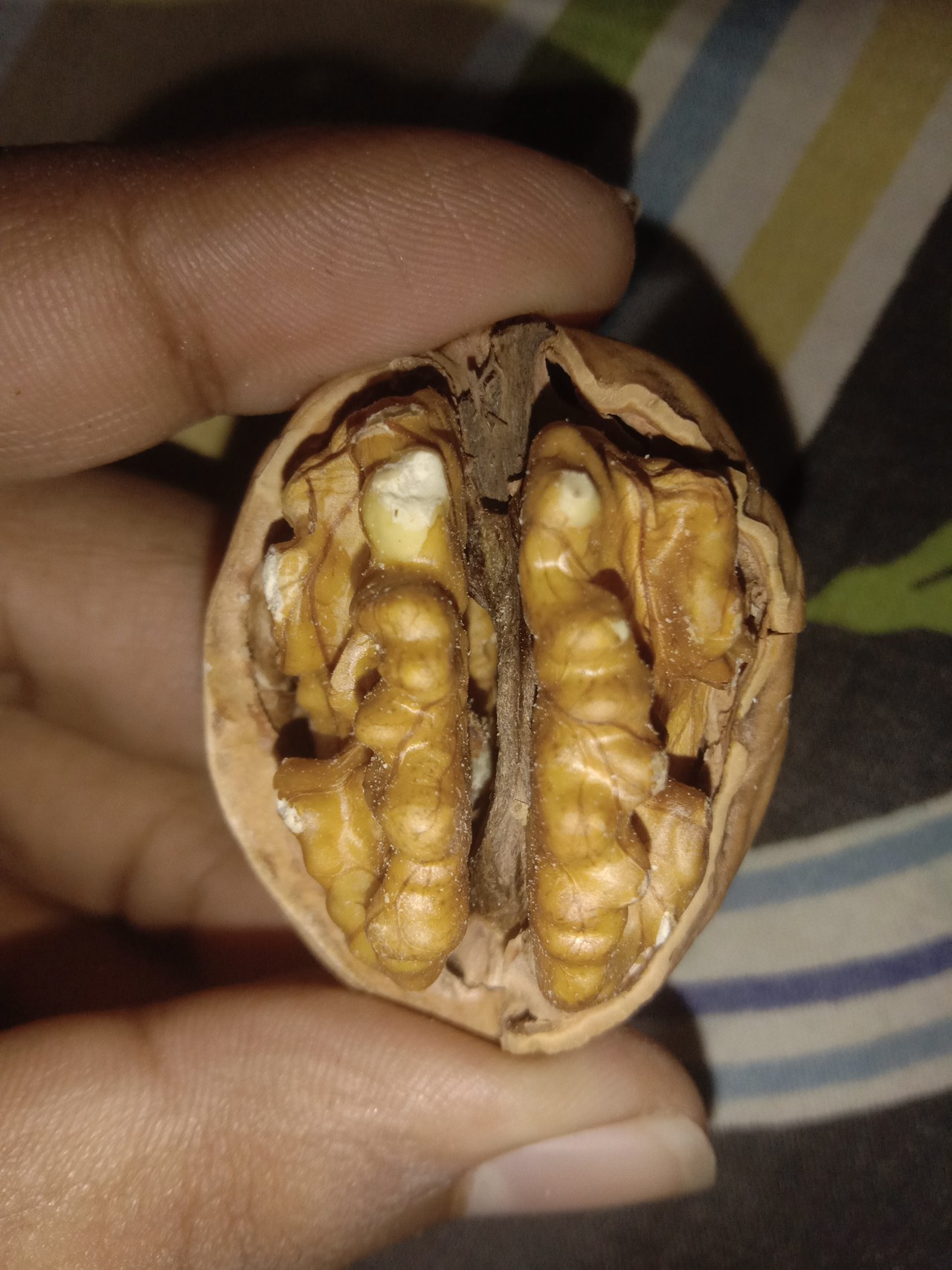 A hand holding a walnut split open, the two halves of the pale folded kernel still sitting inside the broken brown shell