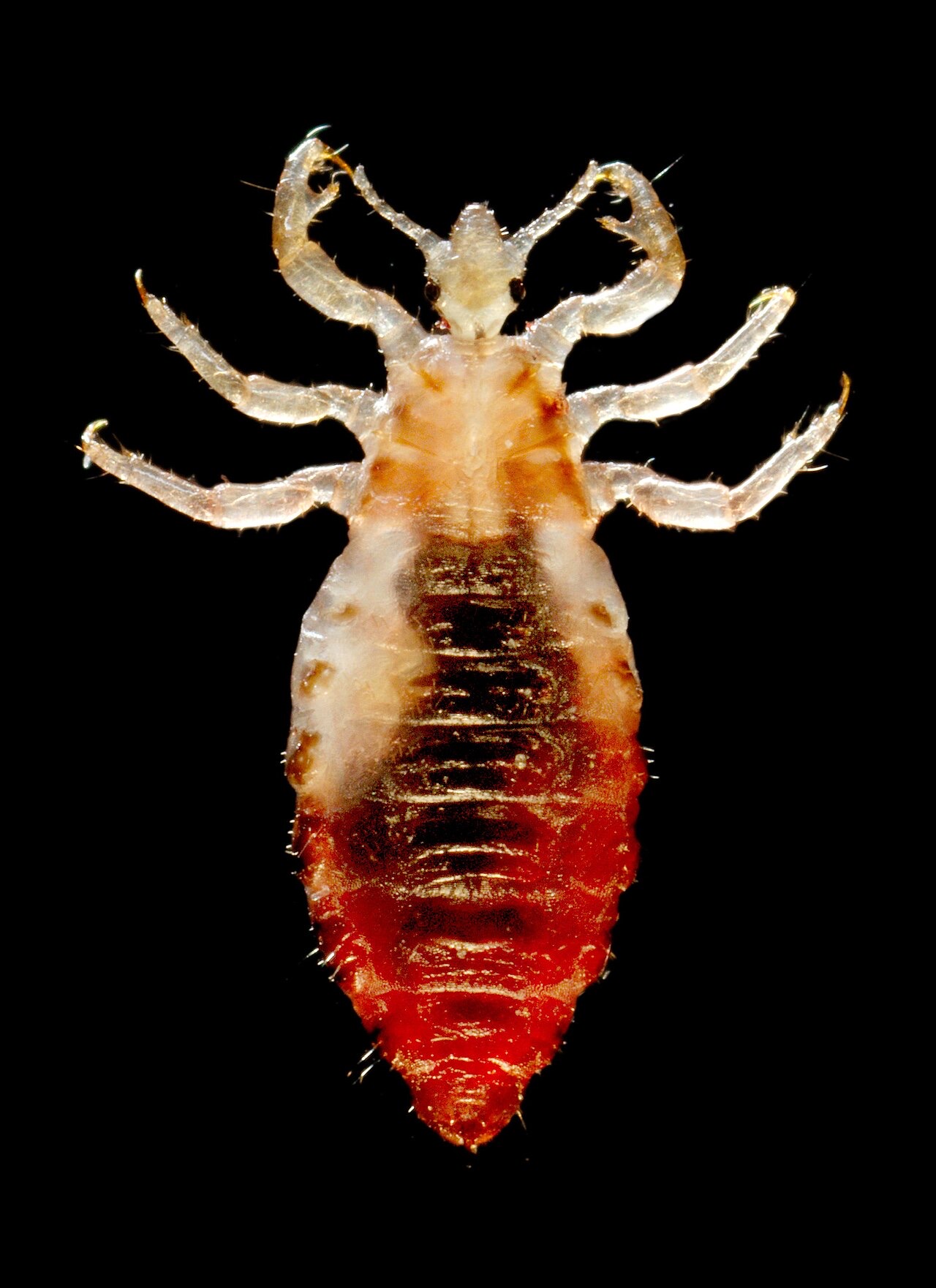 A greatly magnified photograph of a pale six-legged insect on a black background, its abdomen ringed and swollen with bright red blood, each leg ending in a hooked claw