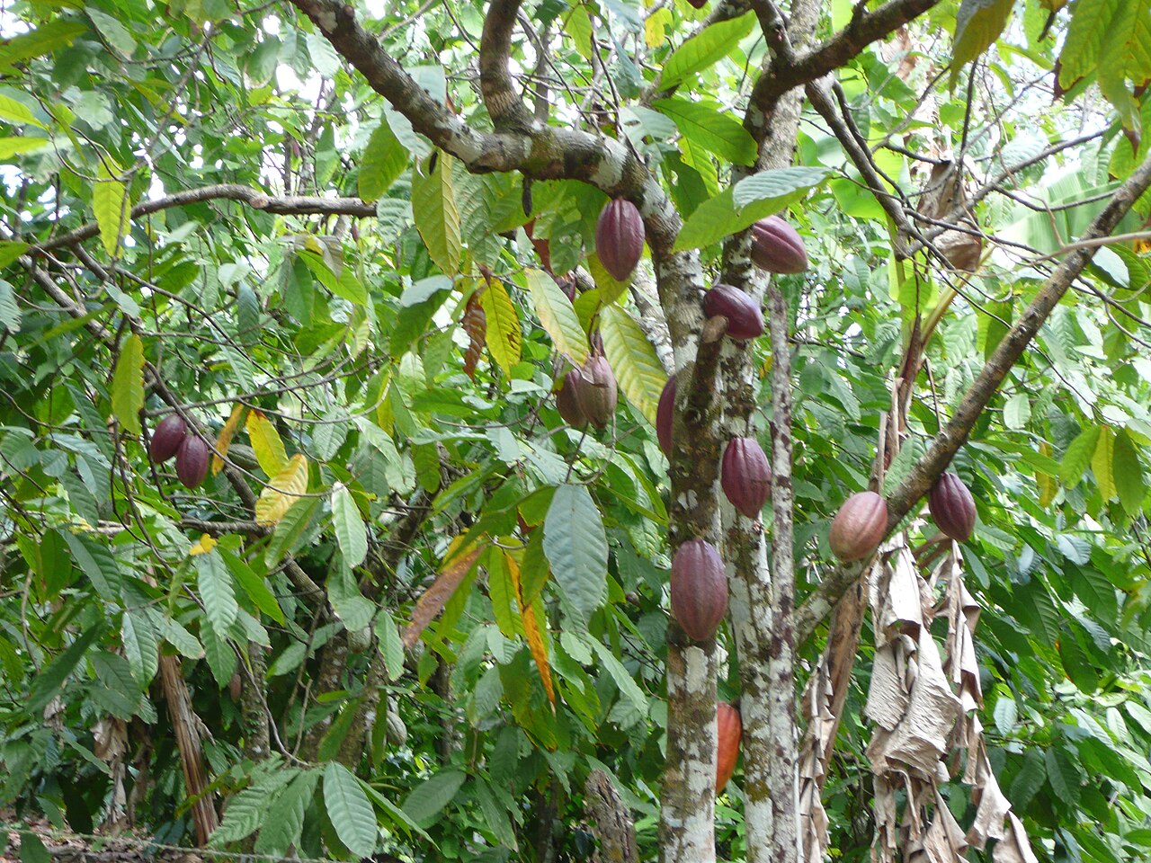 Large oval pods in purple, brown and orange growing directly out of the trunk and thick branches of a tree with long green leaves, in a shady plantation