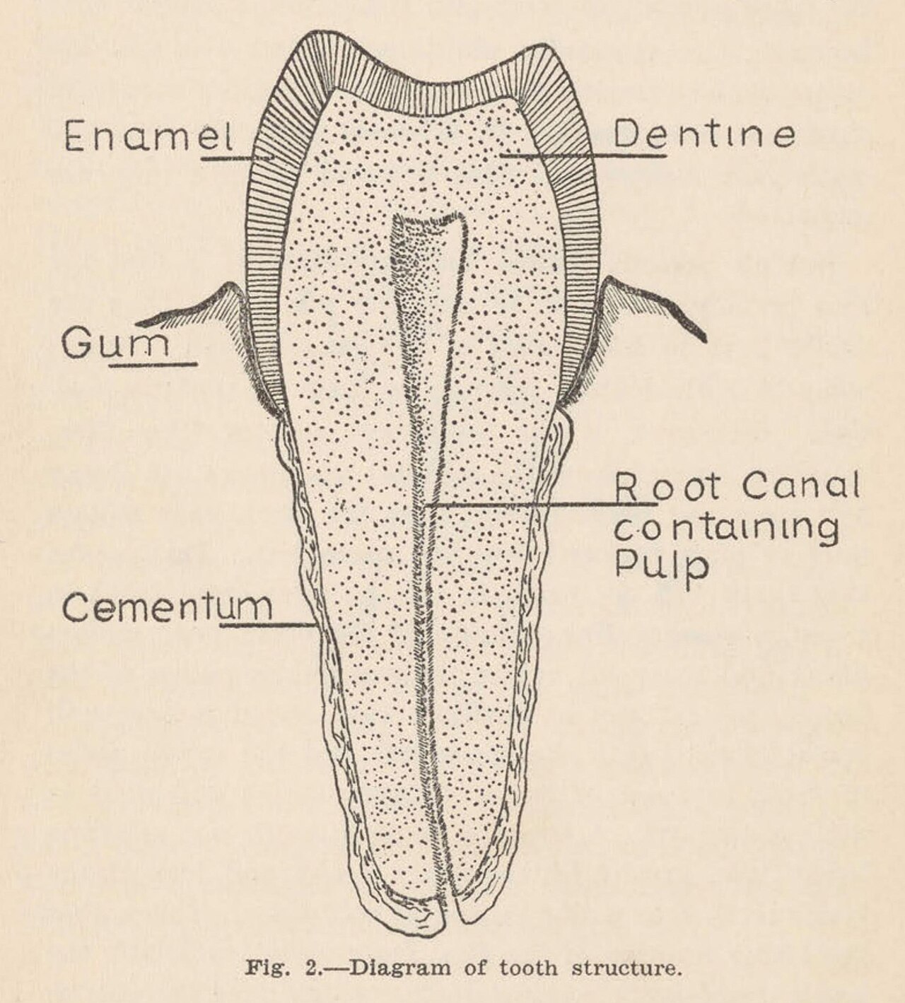 A printed line diagram of a single tooth cut down the middle, with labels pointing to the enamel shell at the top, the softer layer inside it, the gum at the sides, the outer coat of the root and the canal running down the centre