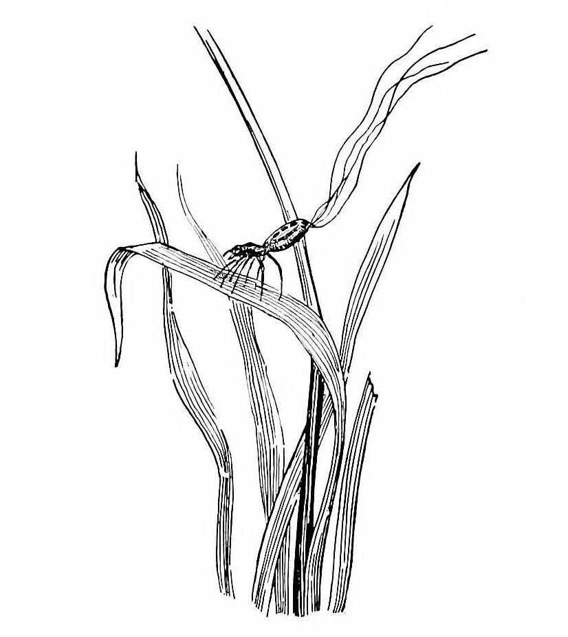 A black-and-white line drawing of a tiny spider standing on the tip of a blade of grass, its body tipped upward, with several long threads of silk streaming from it into the air