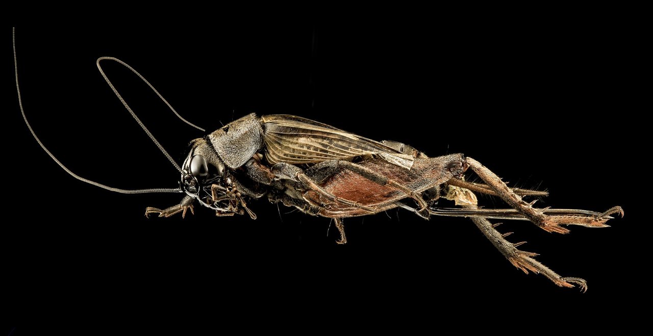 A side view of a dark brown field cricket photographed against black, showing its long thread-like antennae, folded wings, and large jumping hind legs