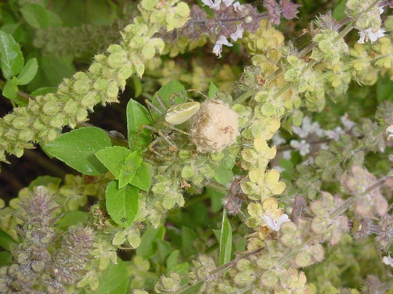 A pale green, long-legged spider standing guard over a round tan egg sac tucked among the leaves and flower spikes of a basil plant