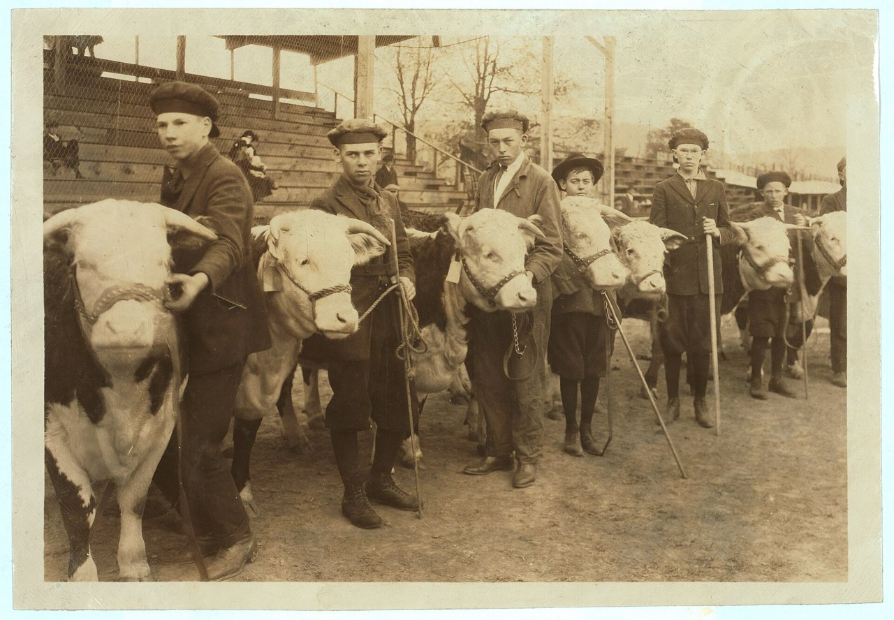 A sepia photograph of a line of boys in caps and jackets, each holding a young white-faced cow by a rope, standing in a dirt arena in front of wooden grandstands