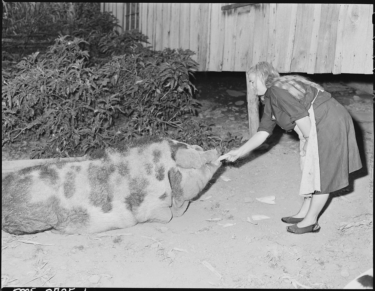 A black-and-white photograph of a woman in a dark dress and apron bending to feed a large spotted hog lying in the dirt beside a wooden house, with bushes behind