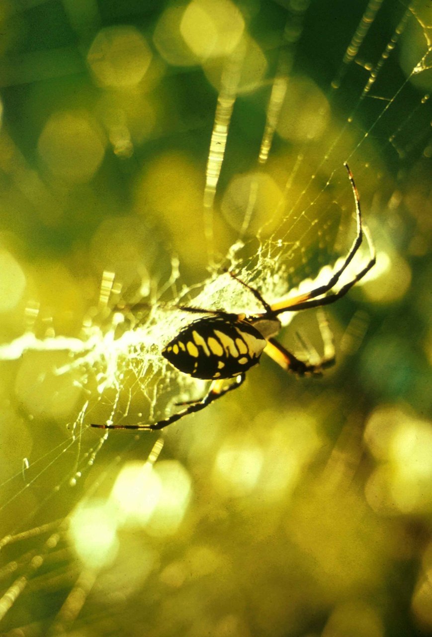 A close-up of a black-and-yellow garden spider hanging in her web, sunlit strands of silk glowing around her against a soft green background