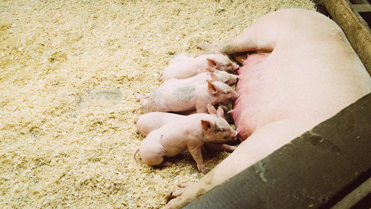 A large pink sow lying on her side on clean wood shavings inside a wooden pen, with five small piglets crowded together nursing from her