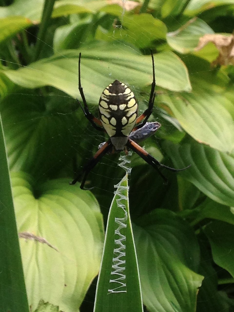 A black-and-yellow garden spider hanging head-down in her web above a thick white zigzag of silk, holding a small insect wrapped in silk against green leaves