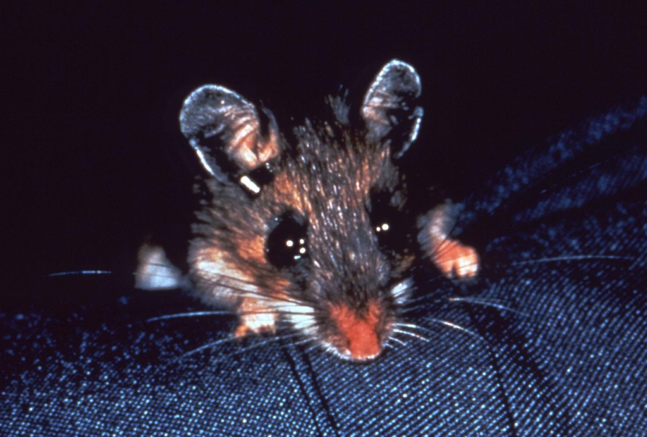 A small mouse photographed close up against a dark background, its two round ears held wide and its long whiskers catching the light