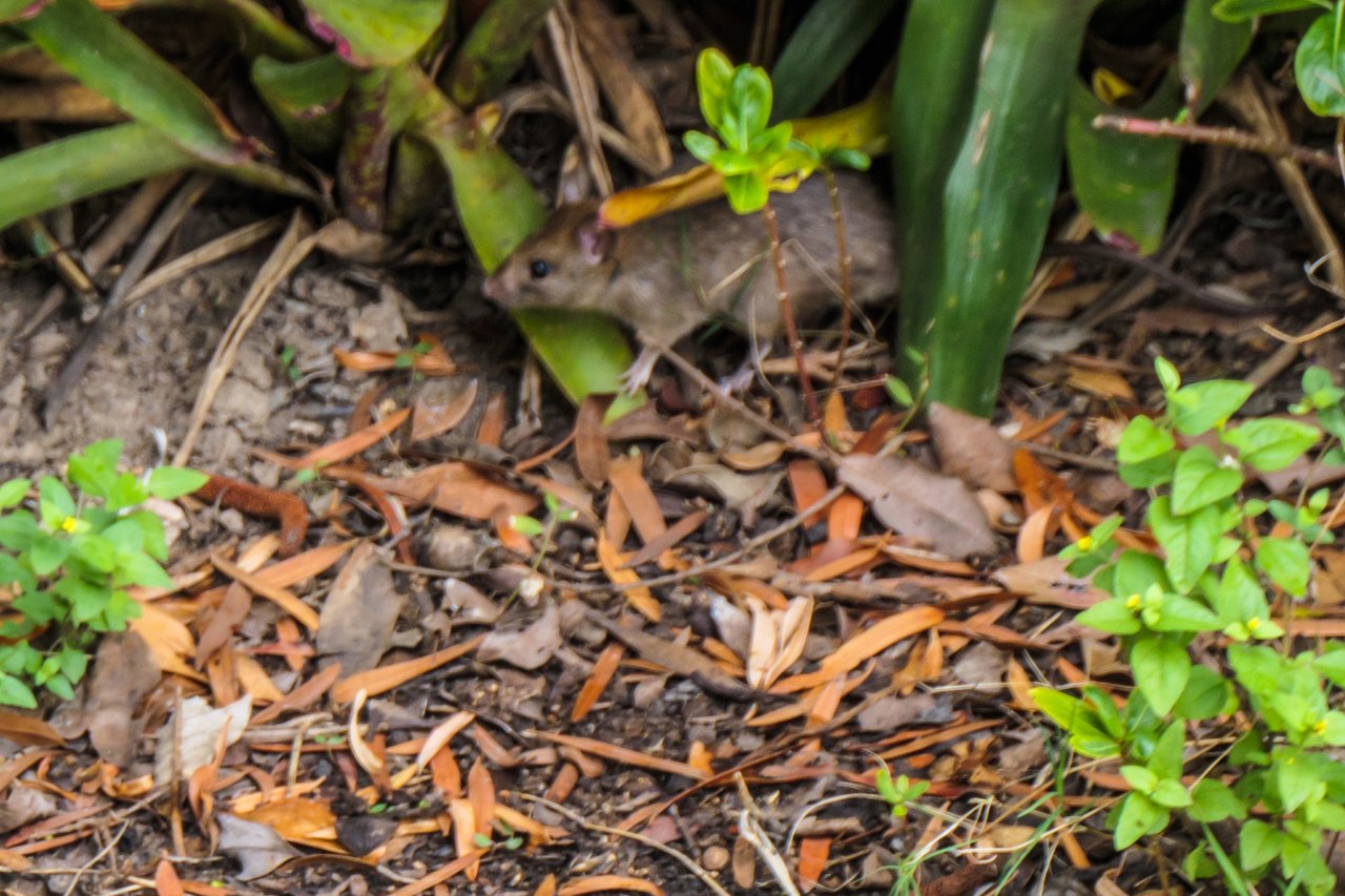 A brown rat moving through fallen leaves and green shoots at the base of a garden plant, its body low and its head turned to one side