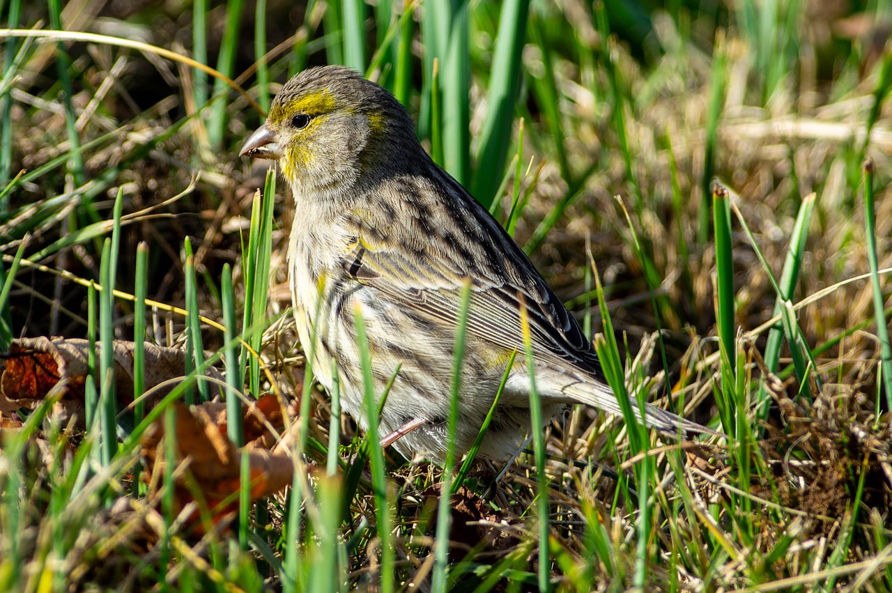 A small greenish-yellow bird with grey-streaked wings standing among green grass stems, its head turned to one side