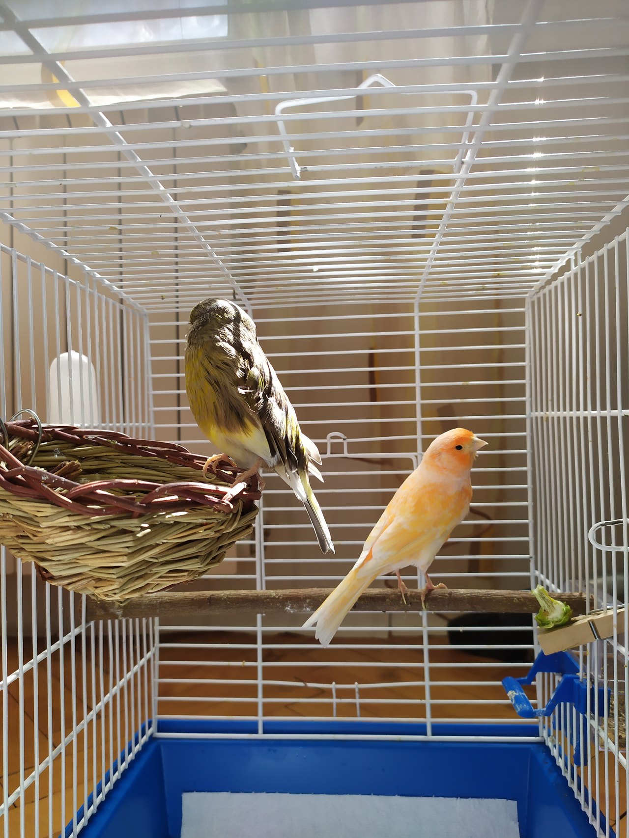 Two canaries inside a wire cage, one brown and streaked perched on a woven nest, the other pale yellow standing on the cage floor below