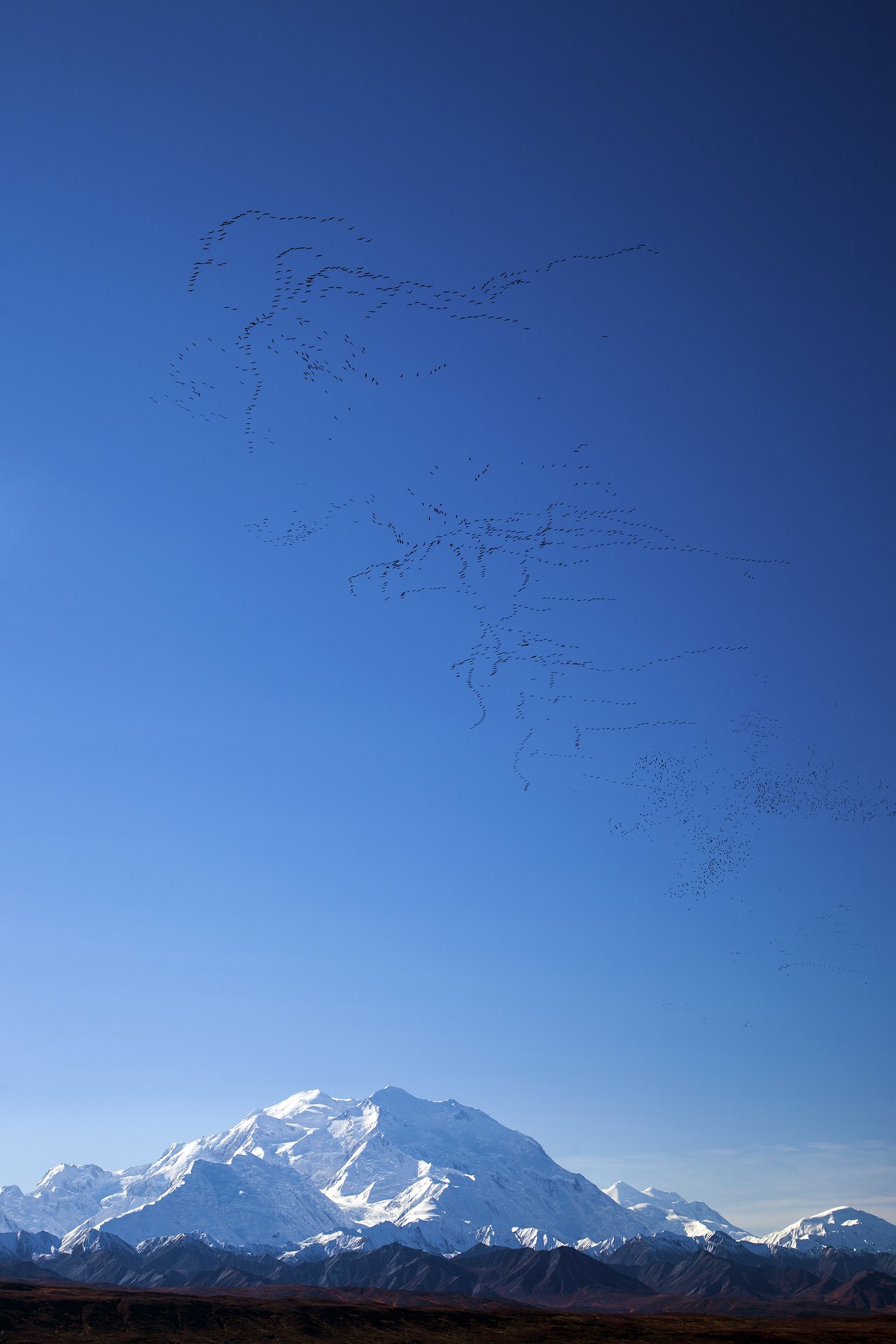A long ragged line of migrating cranes strung across a clear blue sky above a snow-covered mountain range