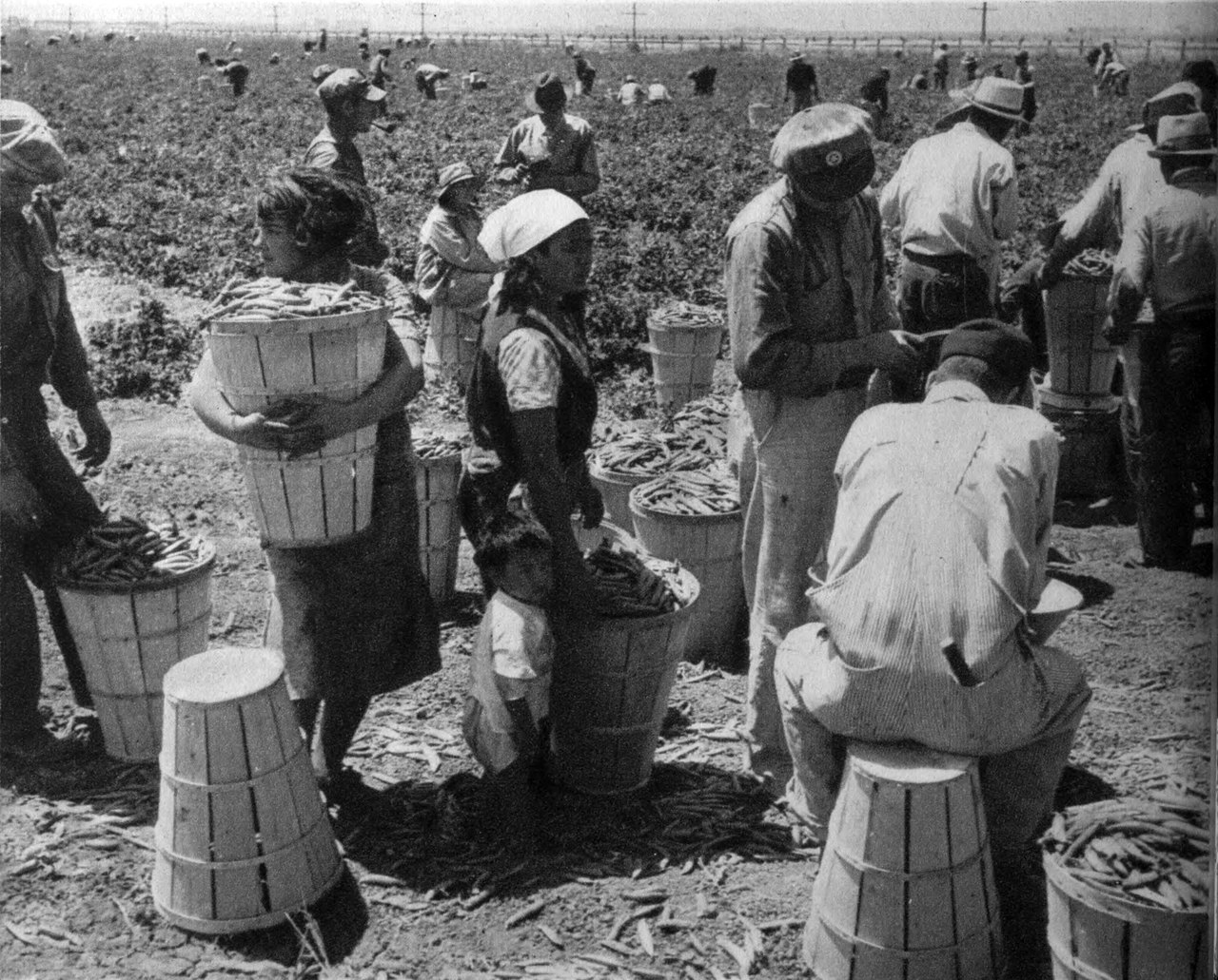A field of pickers with tall wooden hampers heaped with pea pods, one woman carrying a full hamper against her chest, others filling more from sacks