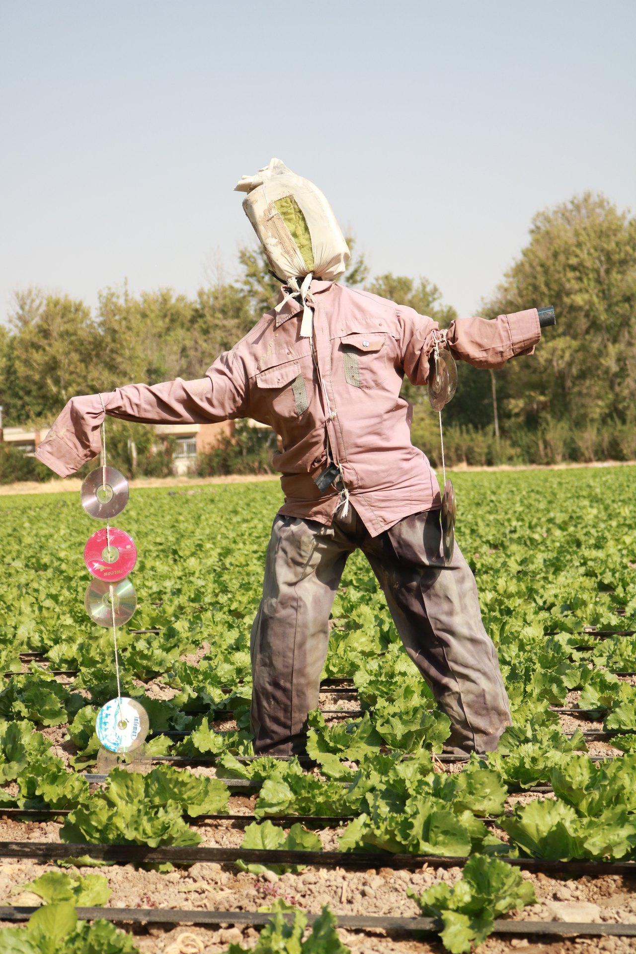 A scarecrow made of a stuffed shirt and trousers on a wooden frame, arms held wide and a cloth-wrapped head, stands in a green field of leafy crops under a bright sky
