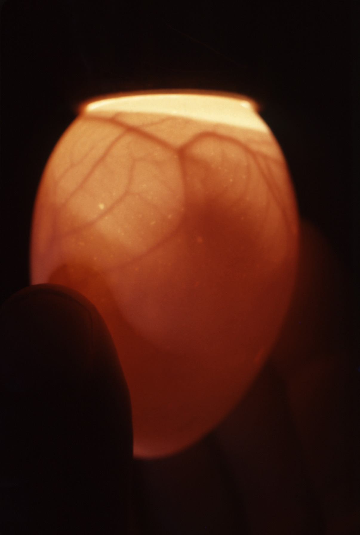An egg held against a bright light in a dark room, glowing orange, with a dark network of fine branching blood vessels spreading across the inside of the shell