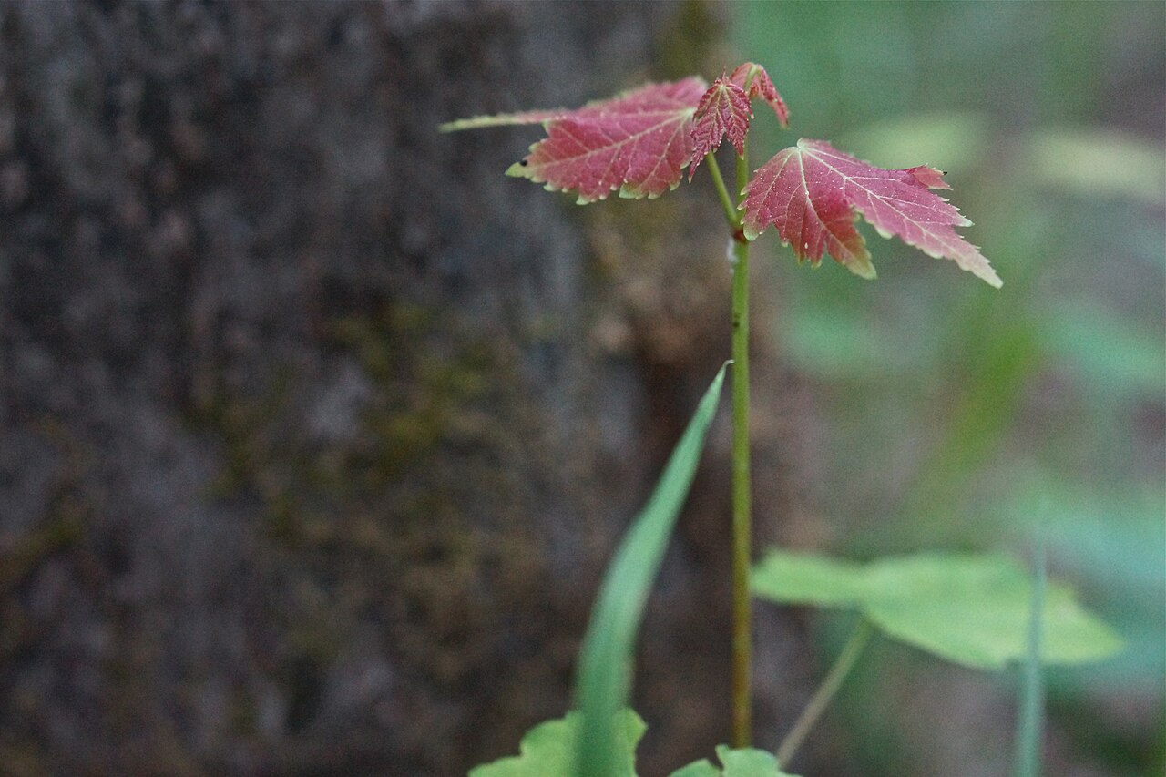 A tiny maple seedling with a stem thinner than a pencil and a few small leaves, growing from damp mossy ground