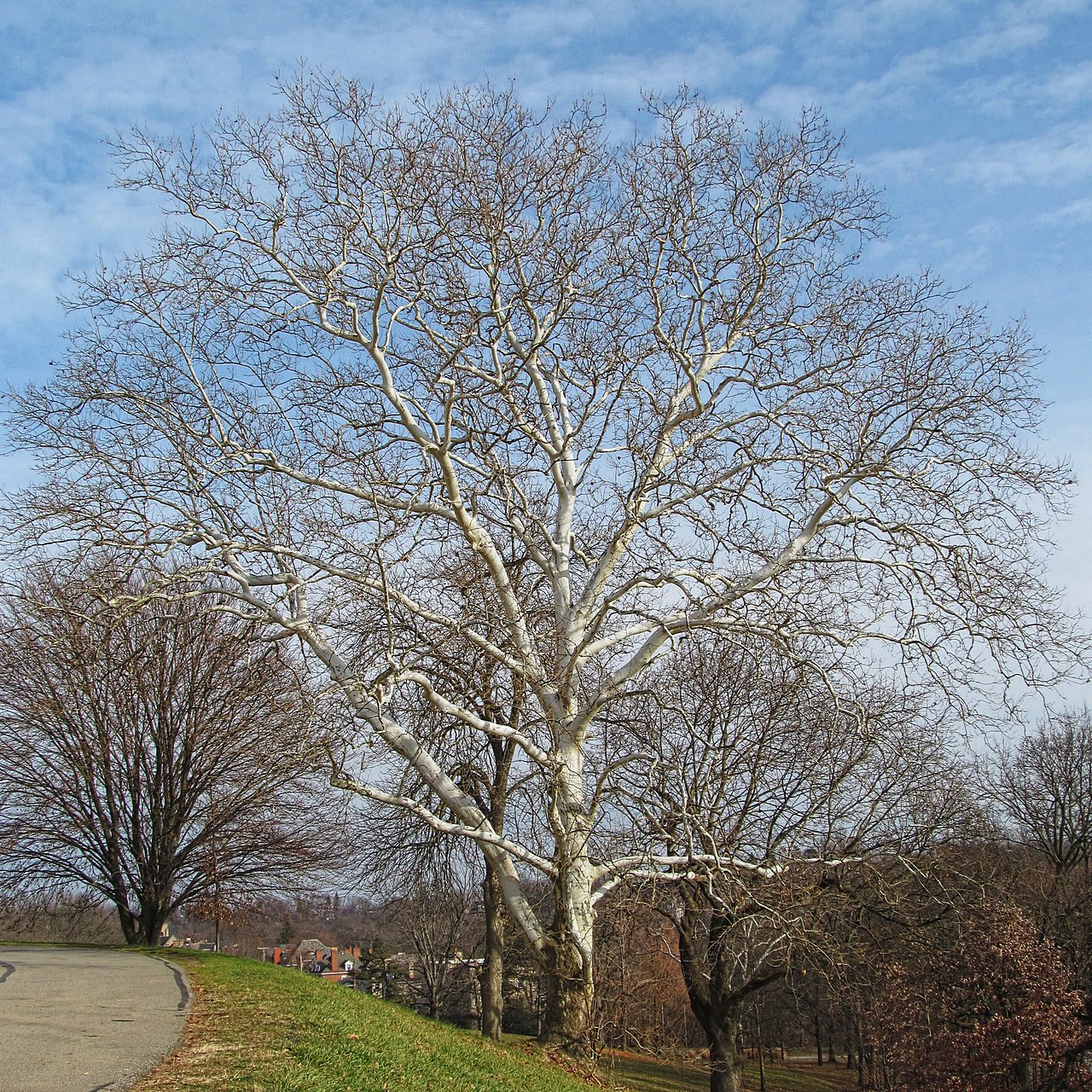 A very large bare sycamore beside a road in winter, its upper limbs pale and mottled where the bark has flaked away, its crown spreading much wider than it is tall