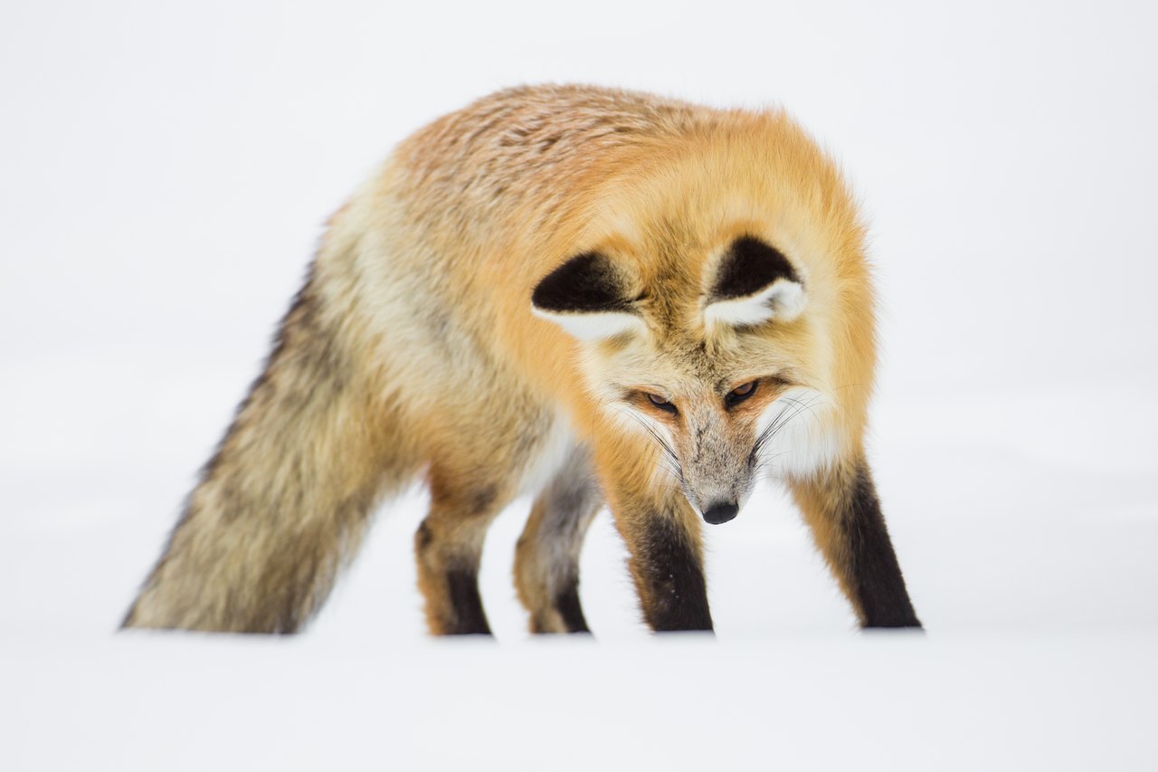 A red fox with a white chest and black legs steps through deep snow with its head lowered and ears forward, hunting
