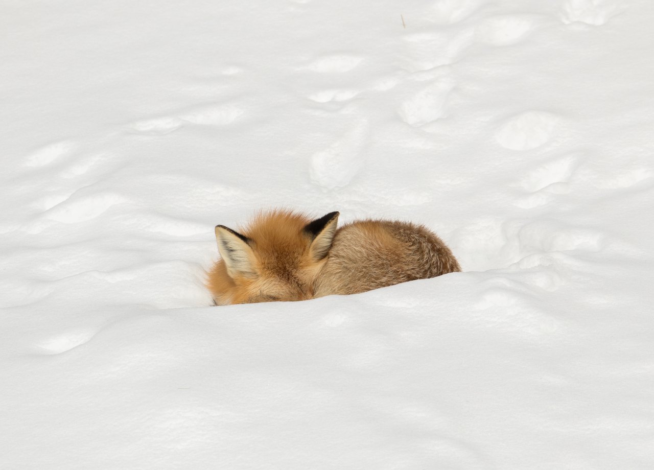 A red fox curled into a tight ball in deep snow, its bushy tail wrapped around its body and its eyes closed