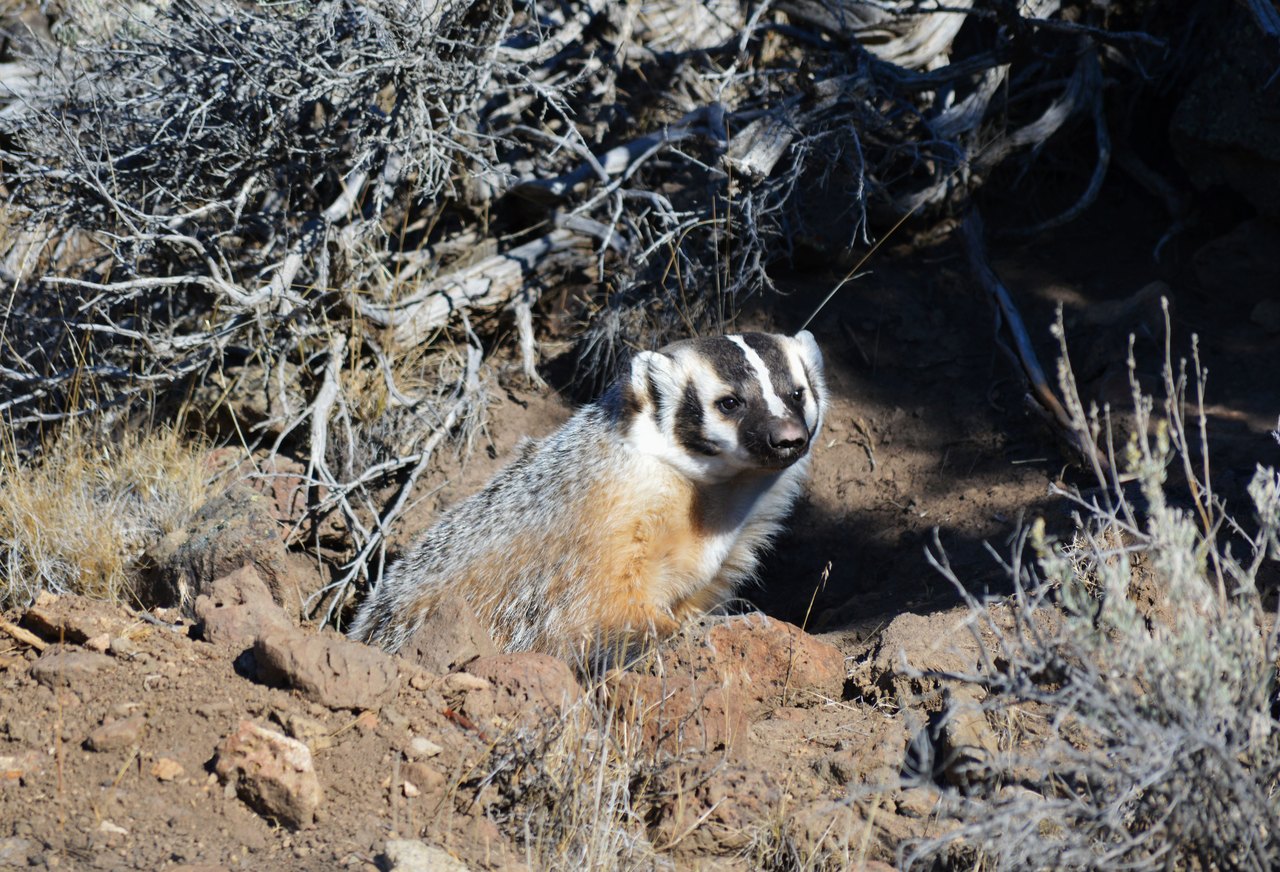 An American badger with a striped face and long front claws pokes its head and shoulders out of a burrow in dry, pale soil