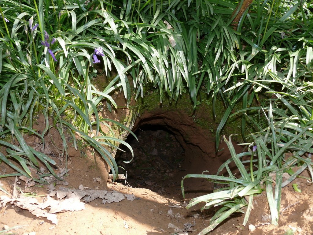 A dark, dome-shaped hole in a sloping earth bank, surrounded by green leaves and bluebell flowers