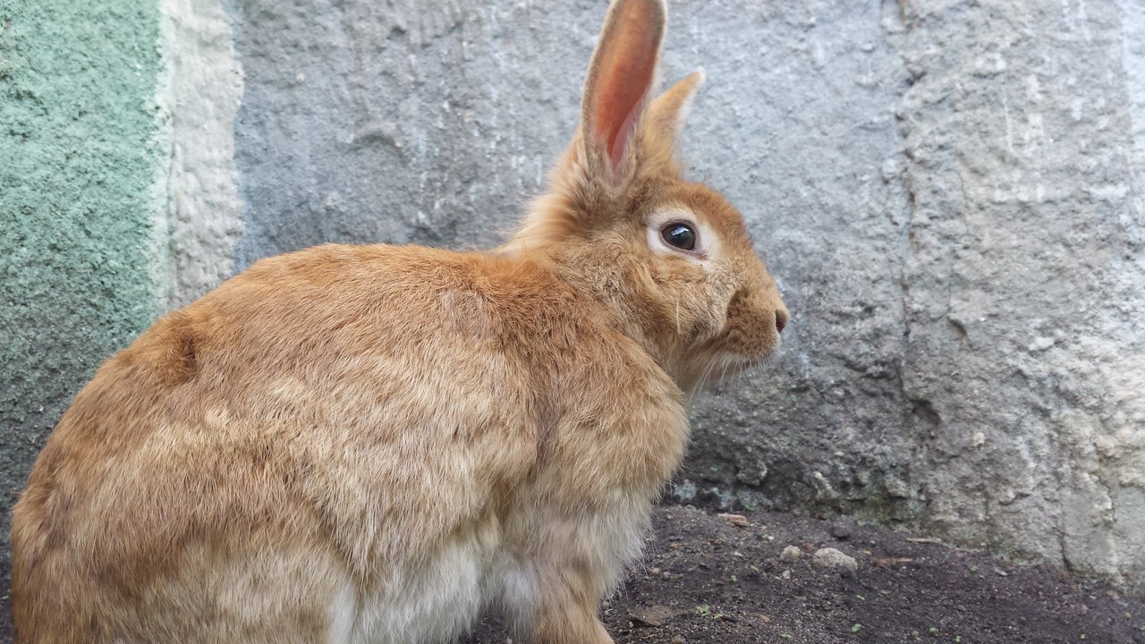 A brown rabbit sits alert on dark ground beside a gray stone wall, its ears straight up