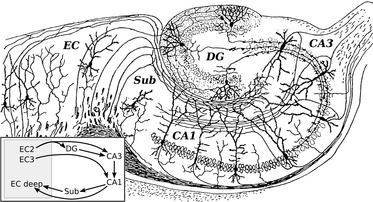 An ink drawing of brain tissue showing branching nerve cells arranged in curved layers, with fibers running between the layers and lettered labels along the edges
