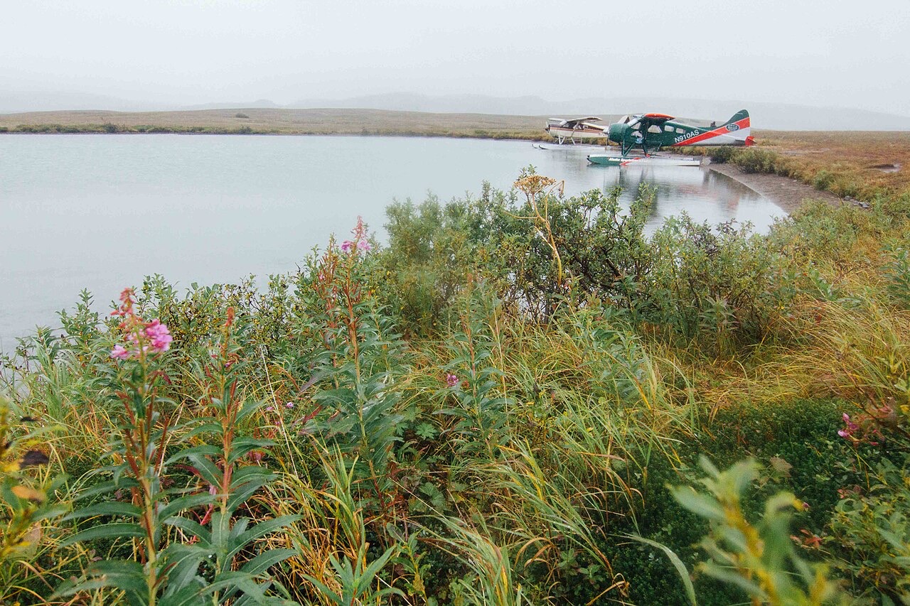 Two float planes drawn up at the grassy edge of a misty tundra lake, with pink fireweed blooming in the foreground and low hills fading into fog behind