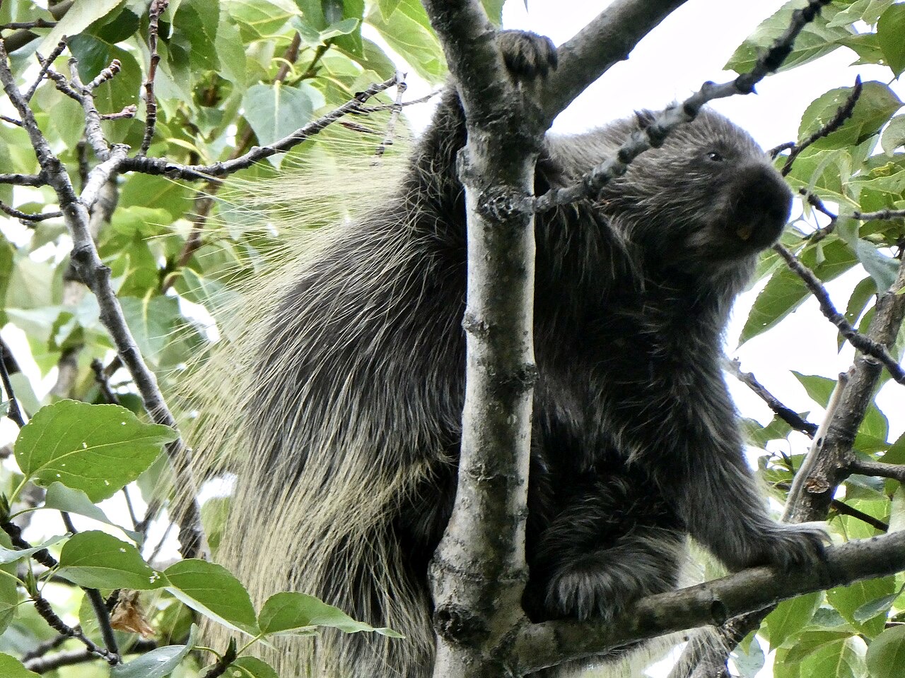 A dark porcupine with long pale quills over its back climbing in a leafy tree, gripping the trunk with clawed forefeet, its face turned toward the camera