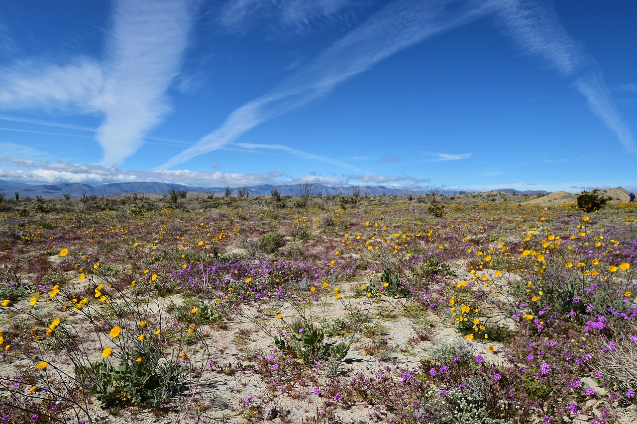 A wide desert flat under a blue sky, its pale sandy ground covered with low yellow and purple wildflowers running to distant hills