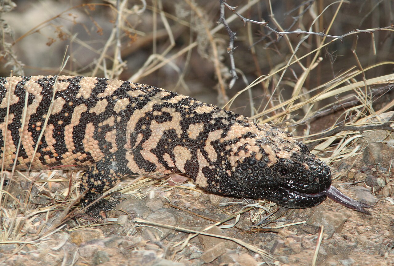 A heavy-bodied lizard with black and pink beaded skin walking over stony ground, its dark tongue extended