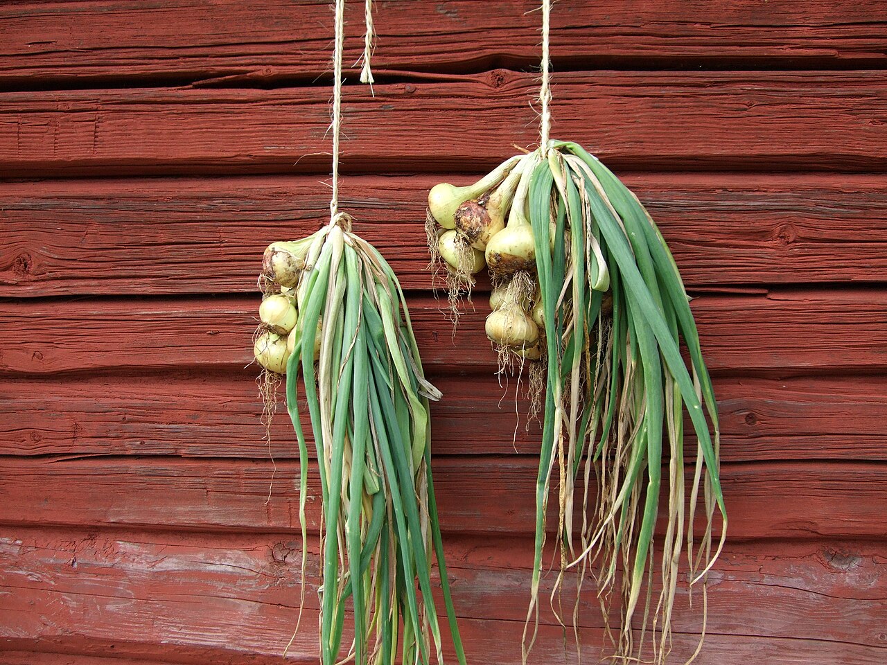 Two bunches of onions tied by their stems and hung against a red wooden wall, each showing a pale round bulb with green leaves above and fine roots below