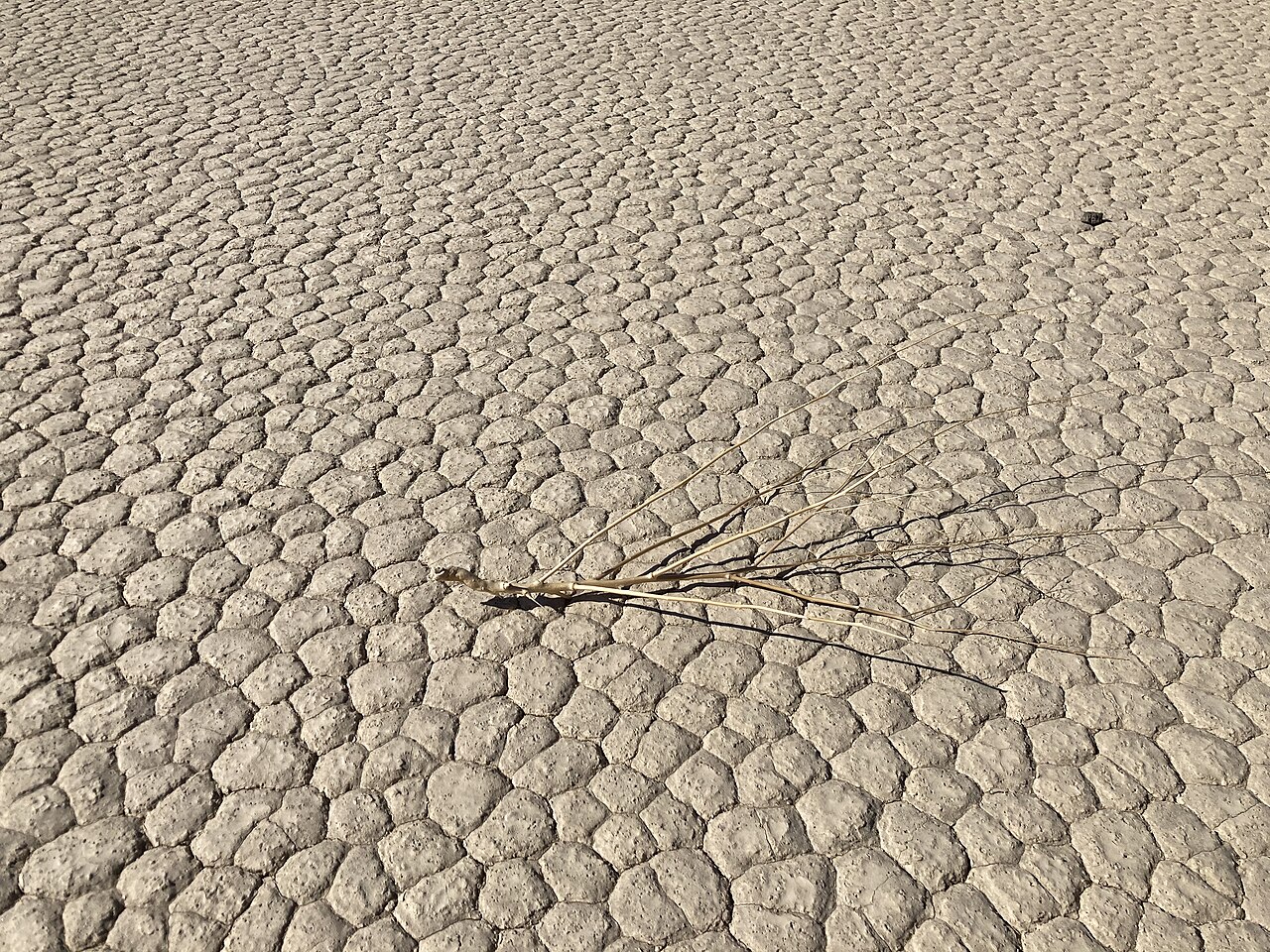 A flat, pale desert floor stretching to the horizon, its dried mud split into a close mosaic of hard plates with edges curling upward, a dead twig lying across it