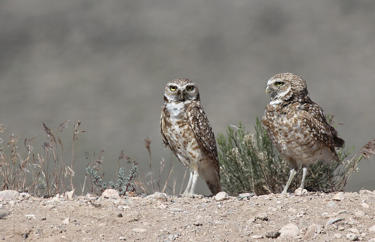 Two small brown-and-white spotted owls with bright yellow eyes stand on long bare legs on a low gravelly mound, dry grasses around them