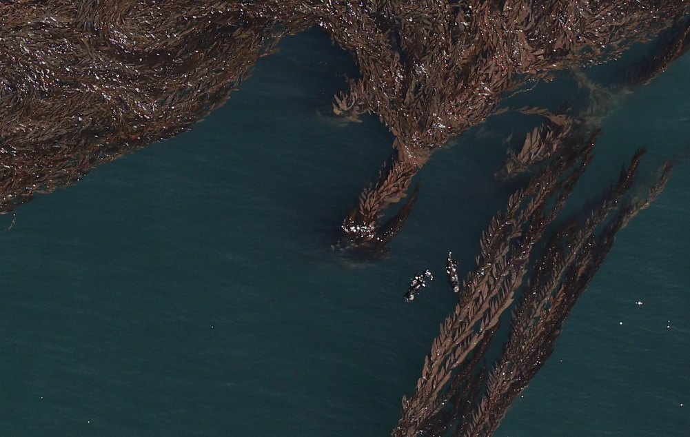 A dark tangle of giant kelp fronds floating on green ocean water seen from above, with two small pale sea otters resting among the blades