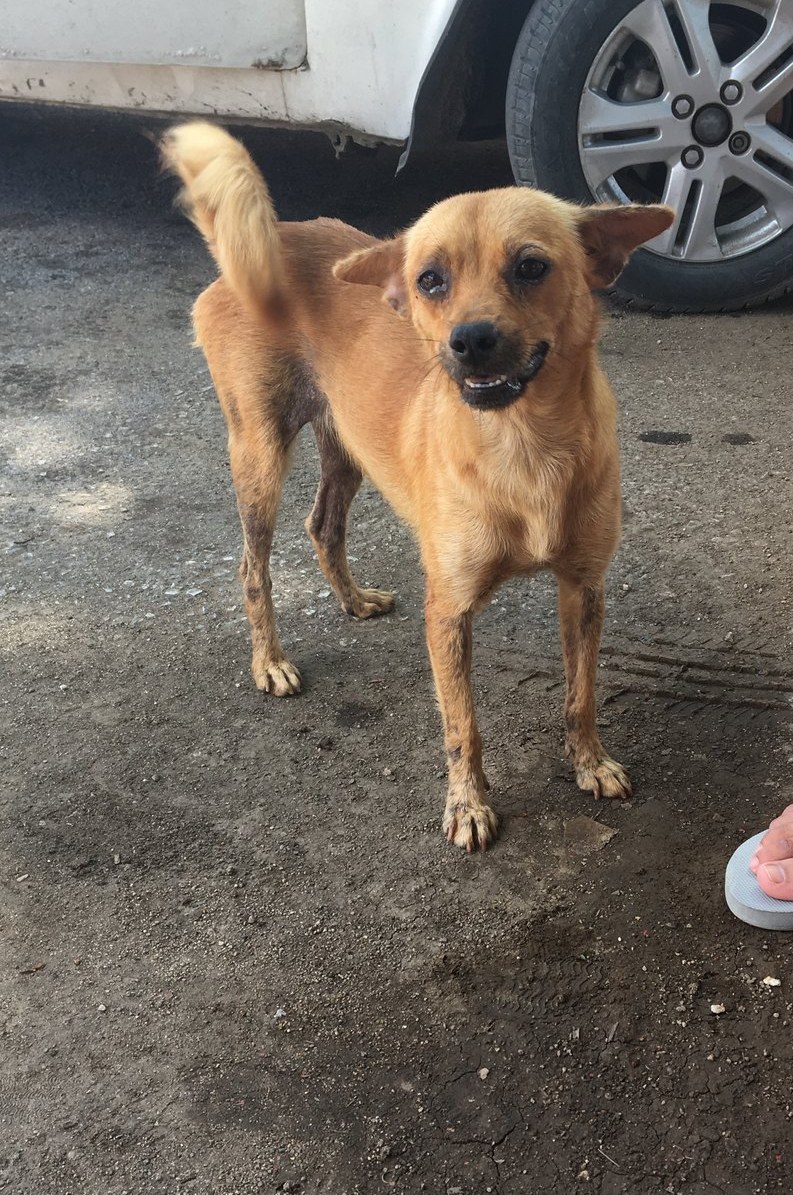 A thin tan street dog standing alert on rough ground beside a parked car, ears up and watching the camera