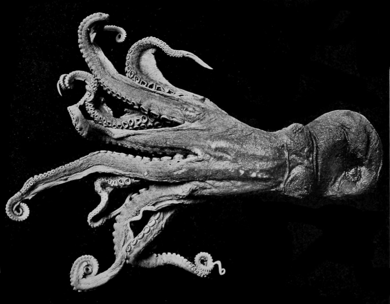 A detailed old scientific illustration of a giant Pacific octopus against a black ground, its eight arms curling outward and lined with rows of suckers