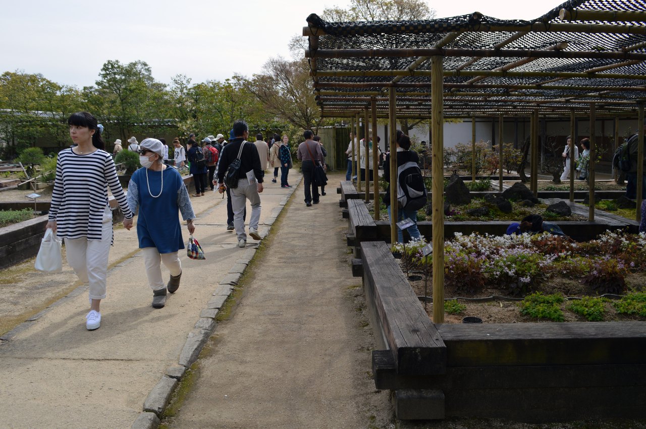 Raised planting beds under a wooden frame in a Japanese garden, with low green seedlings growing in rows and visitors walking along the path beside them